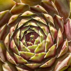 Netřesk - Sempervivum pyrenaicum