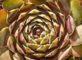 Netřesk - Sempervivum pyrenaicum