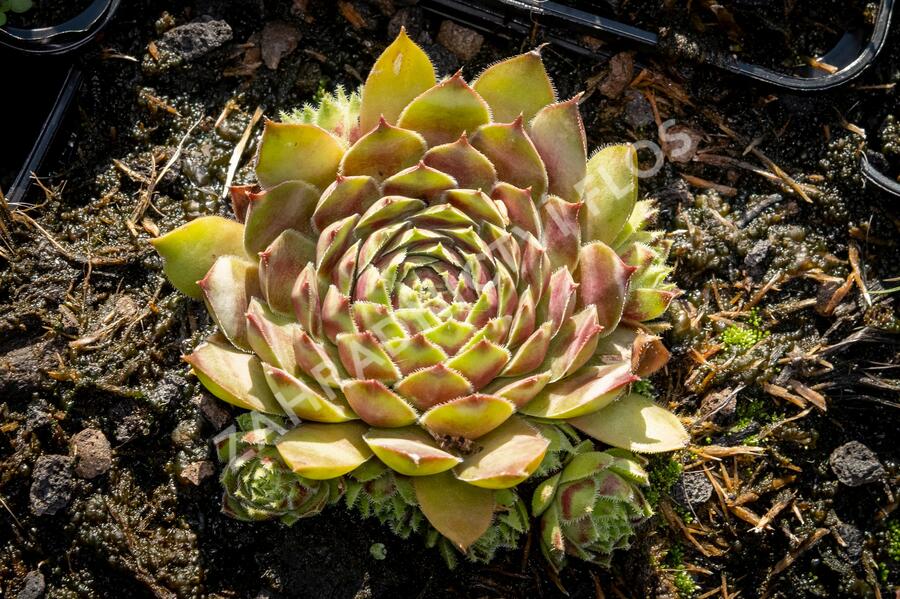 Netřesk - Sempervivum pyrenaicum