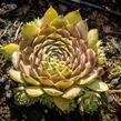 Netřesk - Sempervivum pyrenaicum