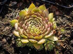 Netřesk - Sempervivum pyrenaicum
