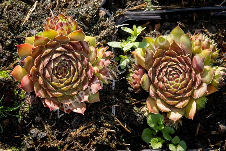 Netřesk - Sempervivum pyrenaicum