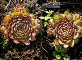 Netřesk - Sempervivum pyrenaicum