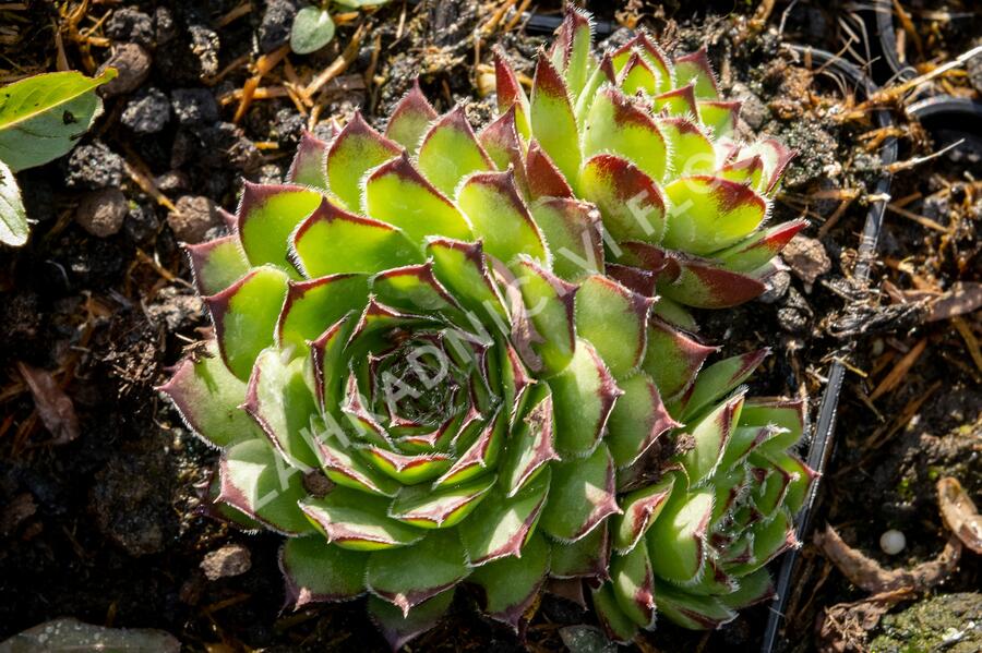 Netřesk 'Alpinum' - Sempervivum tectorum 'Alpinum'