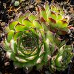 Netřesk 'Alpinum' - Sempervivum tectorum 'Alpinum'