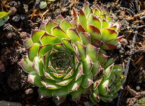 Netřesk 'Alpinum' - Sempervivum tectorum 'Alpinum'
