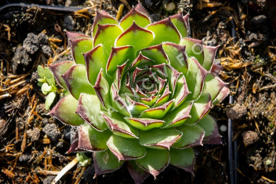 Netřesk 'Alpinum' - Sempervivum tectorum 'Alpinum'