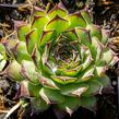 Netřesk 'Alpinum' - Sempervivum tectorum 'Alpinum'