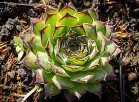 Netřesk 'Alpinum' - Sempervivum tectorum 'Alpinum'