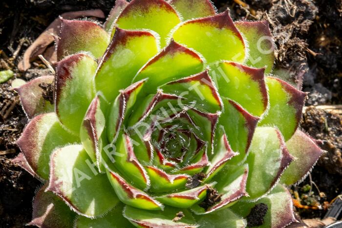 Netřesk 'Alpinum' - Sempervivum tectorum 'Alpinum'