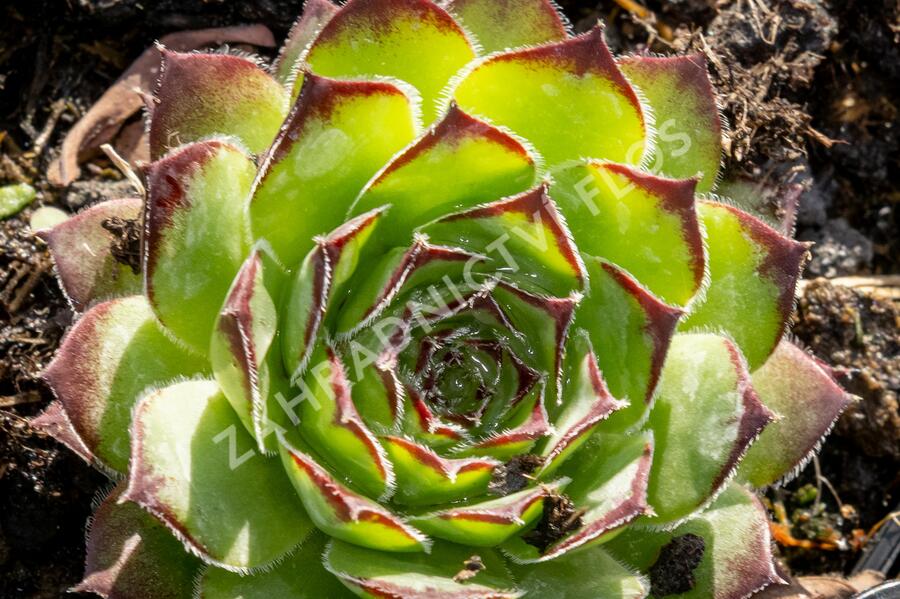 Netřesk 'Alpinum' - Sempervivum tectorum 'Alpinum'