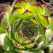 Netřesk 'Alpinum' - Sempervivum tectorum 'Alpinum'