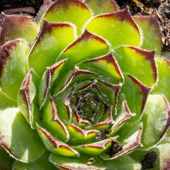 Netřesk 'Alpinum' - Sempervivum tectorum 'Alpinum'