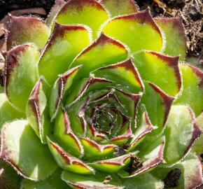 Netřesk 'Alpinum' - Sempervivum tectorum 'Alpinum'