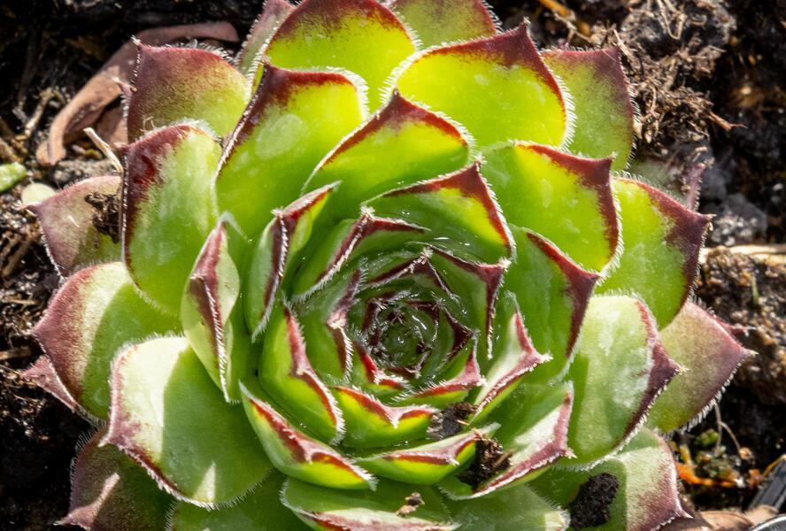 Netřesk 'Alpinum' - Sempervivum tectorum 'Alpinum'