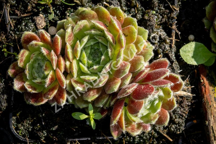 Netřesk 'Weberianum' - Sempervivum 'Weberianum'