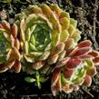 Netřesk 'Weberianum' - Sempervivum 'Weberianum'