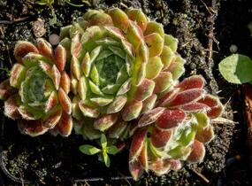 Netřesk 'Weberianum' - Sempervivum 'Weberianum'