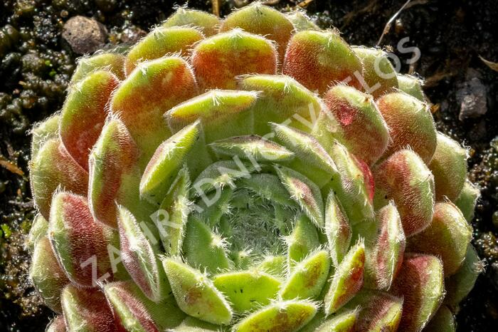Netřesk 'Weberianum' - Sempervivum 'Weberianum'