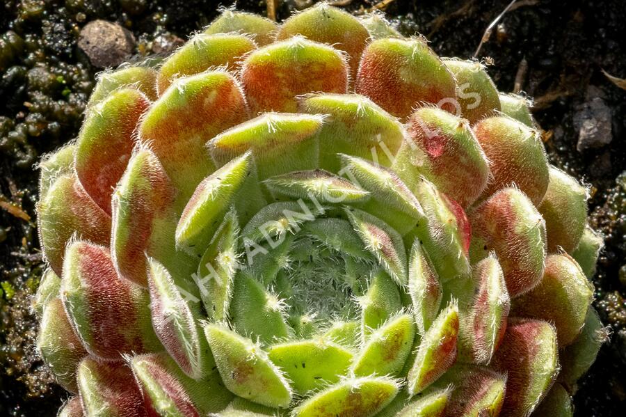 Netřesk 'Weberianum' - Sempervivum 'Weberianum'