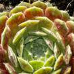 Netřesk 'Weberianum' - Sempervivum 'Weberianum'