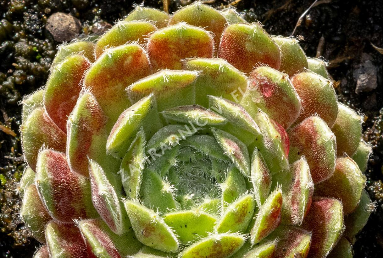 Netřesk 'Weberianum' - Sempervivum 'Weberianum'