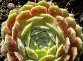 Netřesk 'Weberianum' - Sempervivum 'Weberianum'