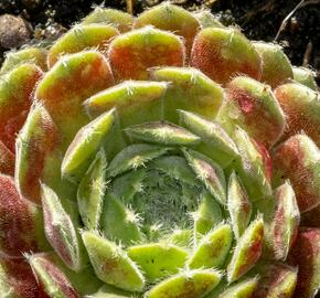 Netřesk 'Weberianum' - Sempervivum 'Weberianum'