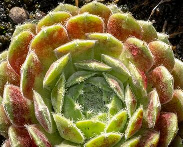 Netřesk 'Weberianum'