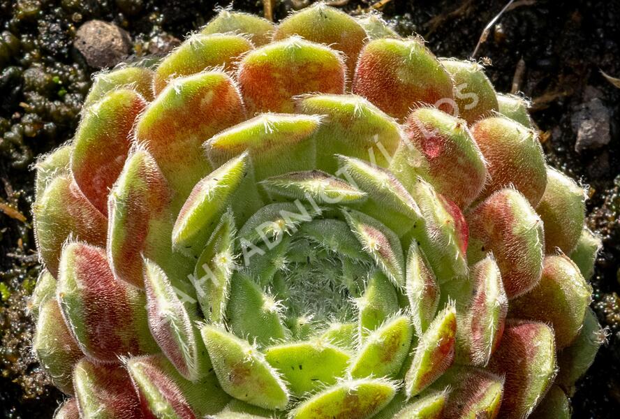 Netřesk 'Weberianum' - Sempervivum 'Weberianum'