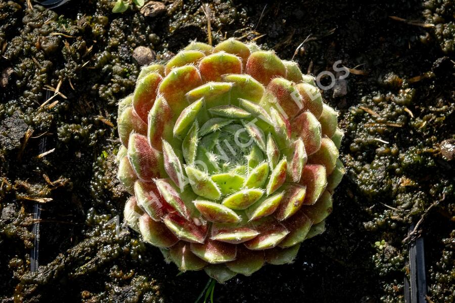Netřesk 'Weberianum' - Sempervivum 'Weberianum'