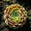 Netřesk 'Weberianum' - Sempervivum 'Weberianum'