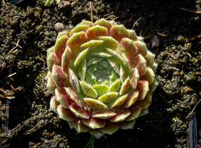 Netřesk 'Weberianum' - Sempervivum 'Weberianum'