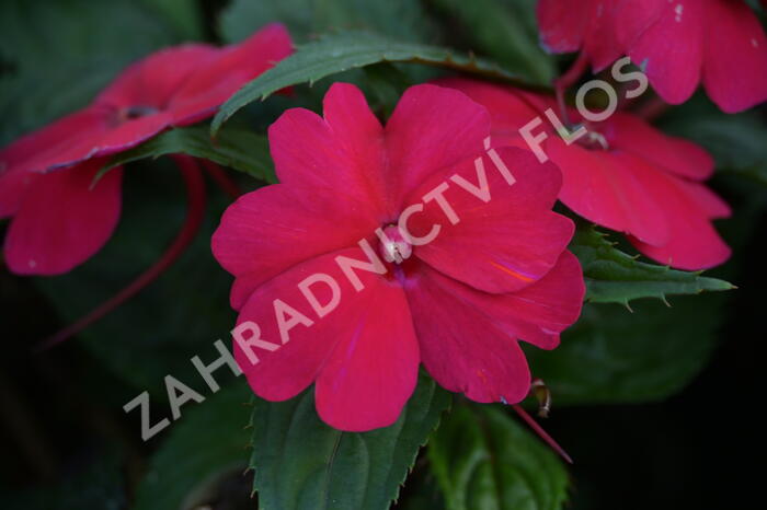 Netýkavka 'Sun Standing Ruby Red' - Impatiens Neu Guinea 'Sun Standing Ruby Red'