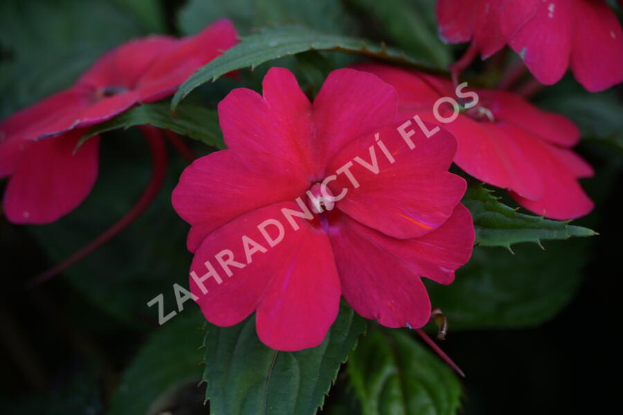Netýkavka 'Sun Standing Ruby Red' - Impatiens Neu Guinea 'Sun Standing Ruby Red'