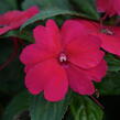 Netýkavka 'Sun Standing Ruby Red' - Impatiens Neu Guinea 'Sun Standing Ruby Red'