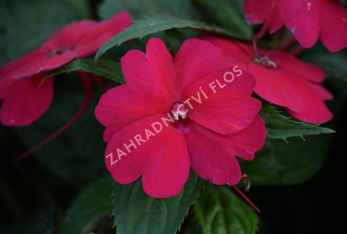Netýkavka, balzamína 'Sun Standing Ruby Red' - Impatiens Neu Guinea 'Sun Standing Ruby Red'