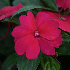 Netýkavka 'Sun Standing Ruby Red' - Impatiens Neu Guinea 'Sun Standing Ruby Red'