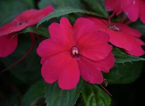 Netýkavka, balzamína 'Sun Standing Ruby Red' - Impatiens Neu Guinea 'Sun Standing Ruby Red'