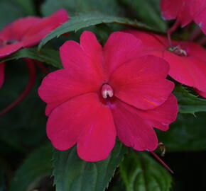 Netýkavka 'Sun Standing Ruby Red' - Impatiens Neu-Guinea 'Sun Standing Ruby Red'