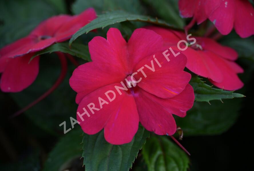 Netýkavka, balzamína 'Sun Standing Ruby Red' - Impatiens Neu Guinea 'Sun Standing Ruby Red'