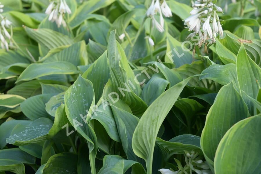 Bohyška 'Alvatine Taylor' - Hosta 'Alvatine Taylor'