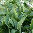 Bohyška 'Alvatine Taylor' - Hosta 'Alvatine Taylor'