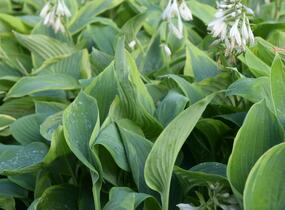 Bohyška 'Alvatine Taylor' - Hosta 'Alvatine Taylor'