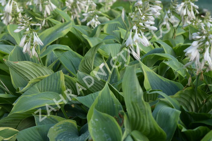 Bohyška 'Alvatine Taylor' - Hosta 'Alvatine Taylor'