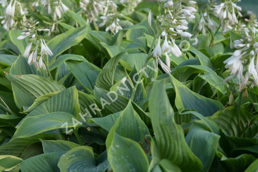 Bohyška 'Alvatine Taylor' - Hosta 'Alvatine Taylor'