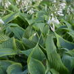 Bohyška 'Alvatine Taylor' - Hosta 'Alvatine Taylor'