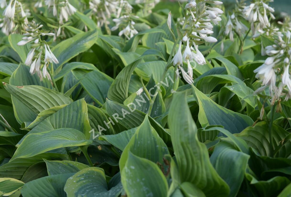 Bohyška 'Alvatine Taylor' - Hosta 'Alvatine Taylor'
