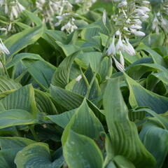 Bohyška 'Alvatine Taylor' - Hosta 'Alvatine Taylor'
