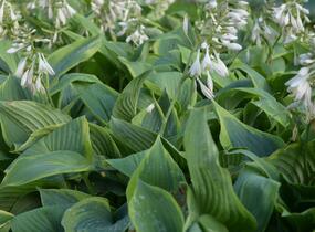 Bohyška 'Alvatine Taylor' - Hosta 'Alvatine Taylor'